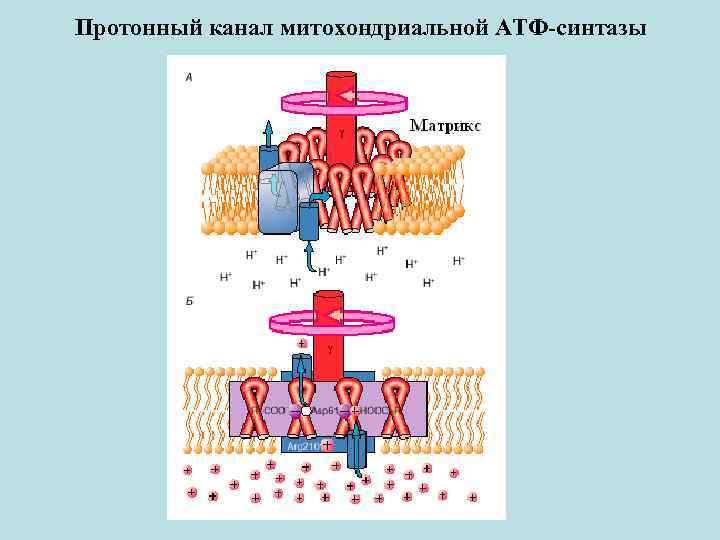 Протонный канал митохондриальной АТФ-синтазы 