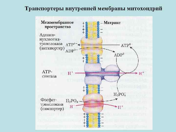 Транспортеры внутренней мембраны митохондрий 