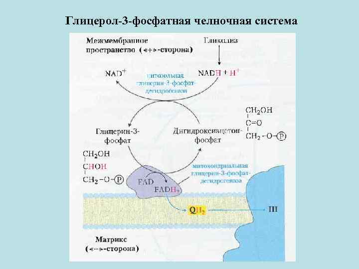 Глицерол-3 -фосфатная челночная система 