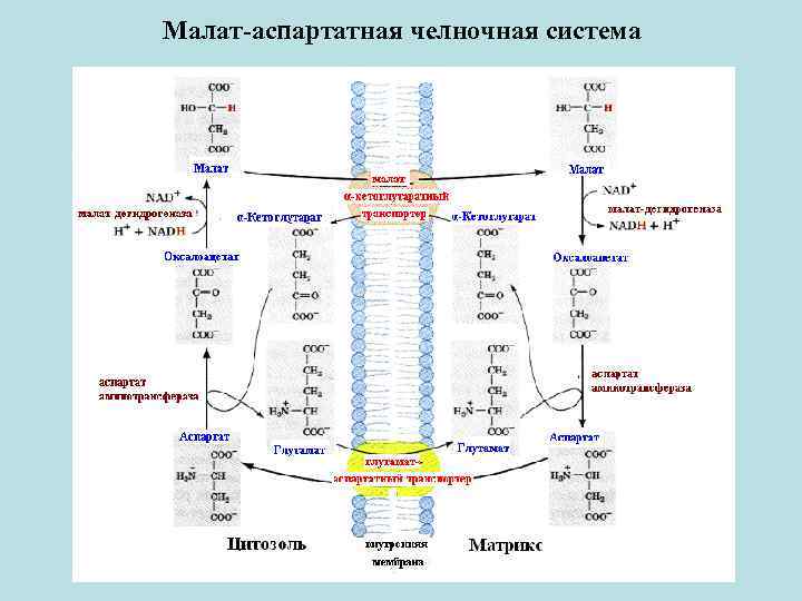 Выберите процессы относящиеся к энергетическому обмену веществ