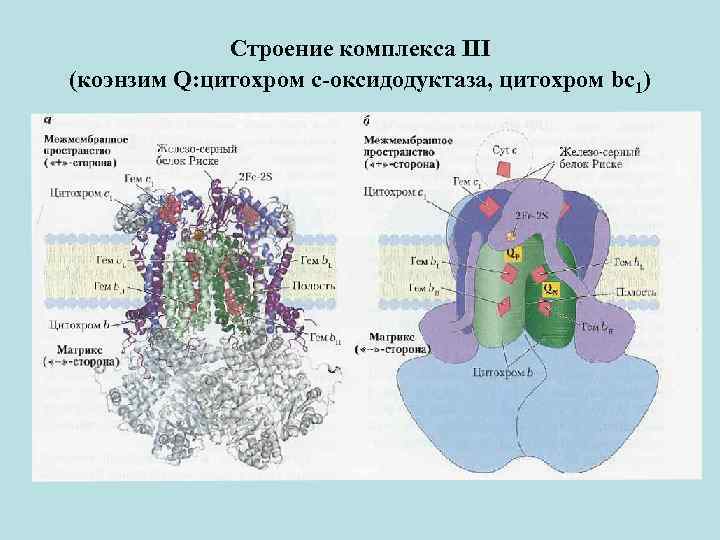 Строение комплекса III (коэнзим Q: цитохром с-оксидодуктаза, цитохром bc 1) 