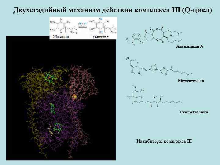 Двухстадийный механизм действия комплекса III (Q-цикл) Антимицин А Миксотиазол Стигмателлин Ингибиторы комплекса III 
