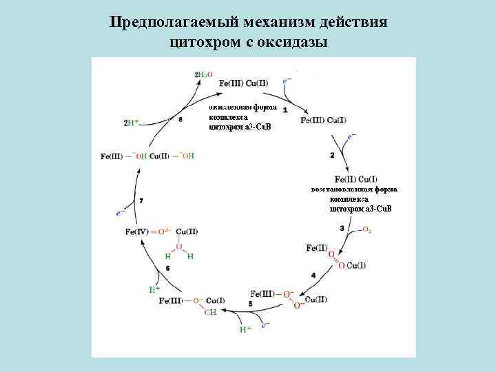 Предполагаемый механизм действия цитохром с оксидазы 