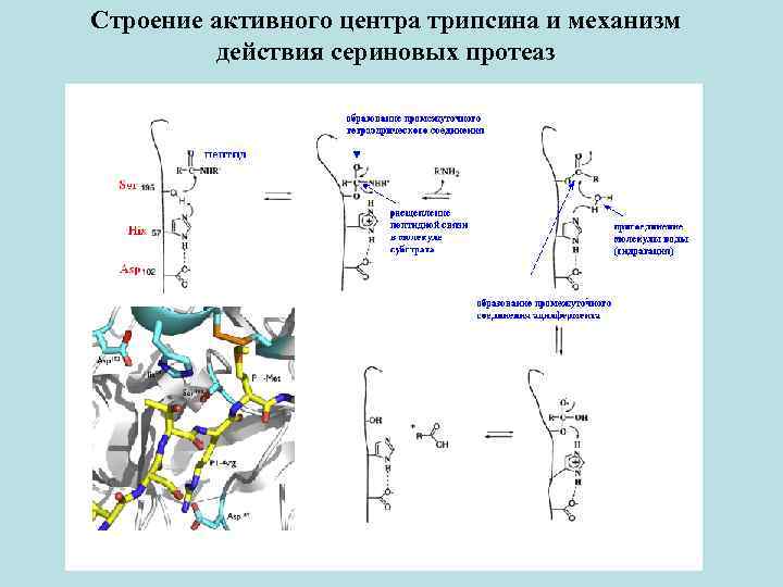Строение активного центра трипсина и механизм действия сериновых протеаз 