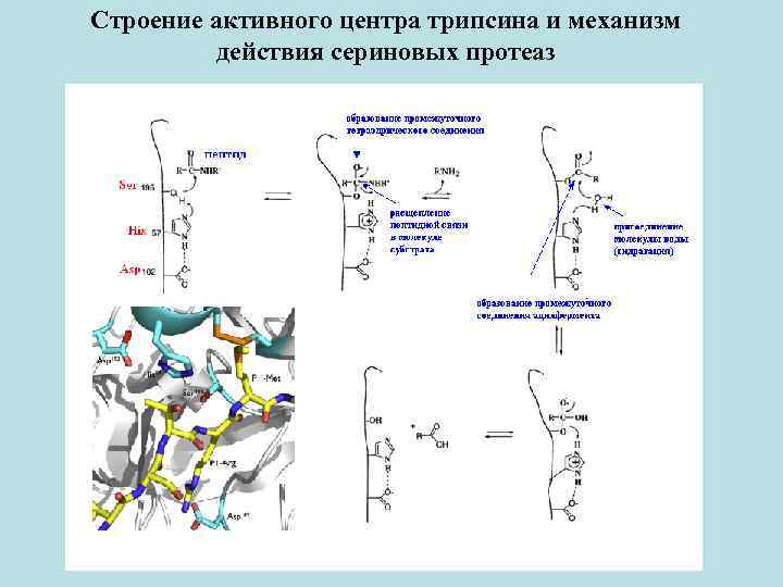 Синтез витаминов расщепление пептидов. Активный центр сериновых протеаз. Пространственное строение трипсина. Механизм действия сериновых протеаз. Строение сериновых протеаз.