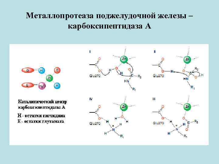 Металлопротеаза поджелудочной железы – карбоксипептидаза А 