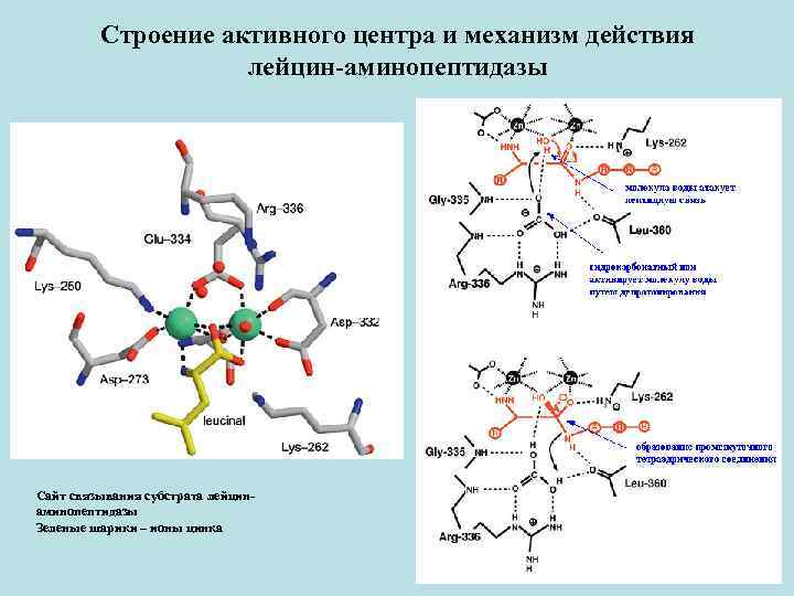 Ализин при пиометре схема