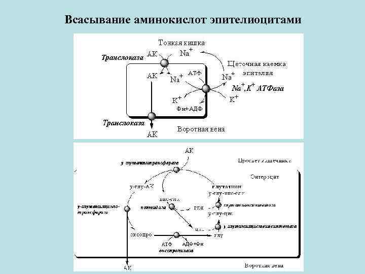 Происходит всасывание аминокислот и простых углеводов. Механизм всасывания аминокислот схема. Механизм всасывания аминокислот физиология. Механизм всасывания аминокислот биохимия. Механизм всасывания, система переноса аминокислот..