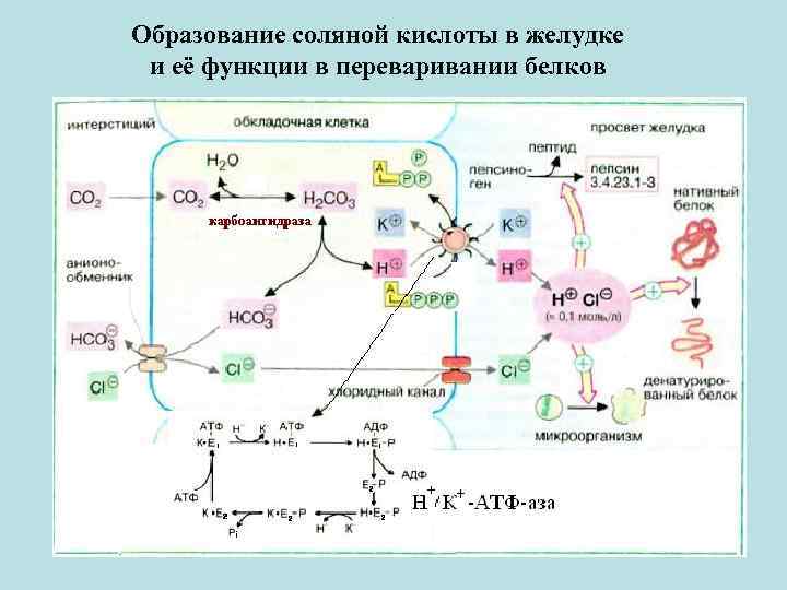 Образование соляной кислоты в желудке и её функции в переваривании белков 