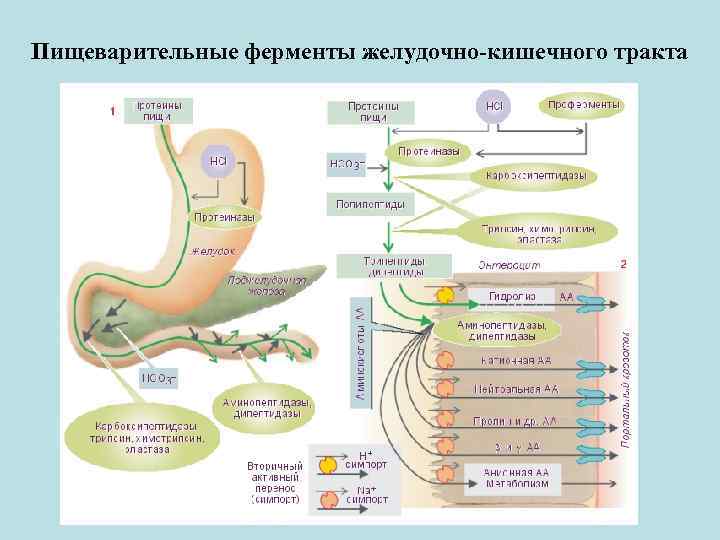 Пищеварительные ферменты желудочно-кишечного тракта 