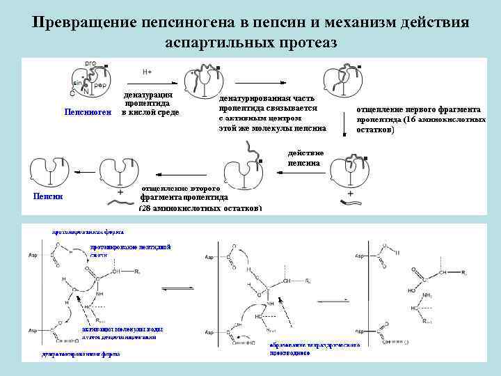 Активный фермент пепсина. Схема активации пепсиногена в желудке. Схема активации пепсина биохимия. Схема преобразования пепсиногена в пепсин. Секреция пепсиногена механизм.