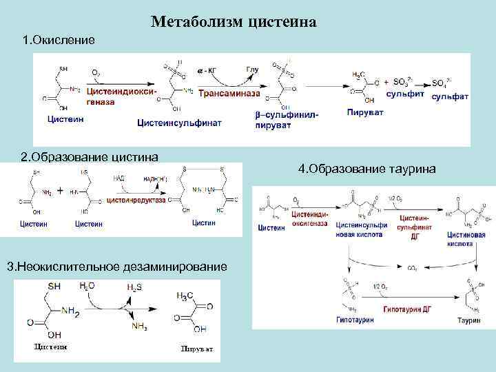 Особенности обмена глицина