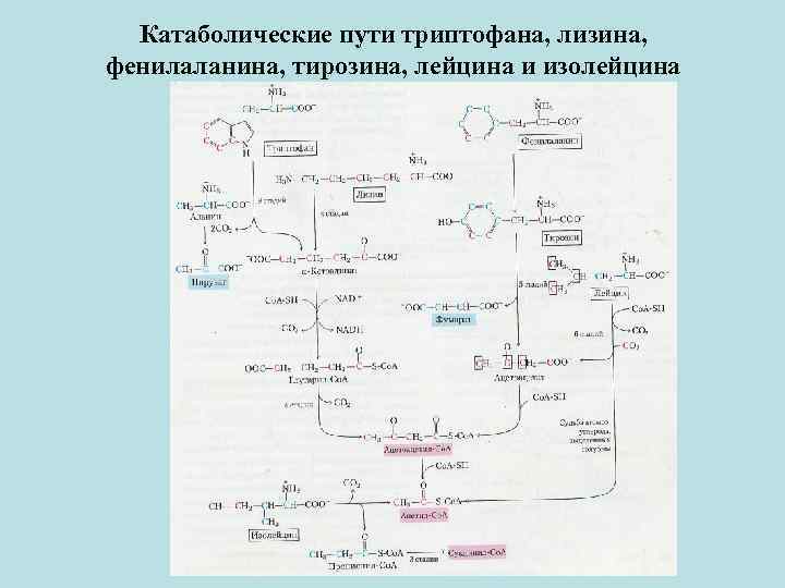 Обмена триптофана кинурениновый путь писать в виде схемы