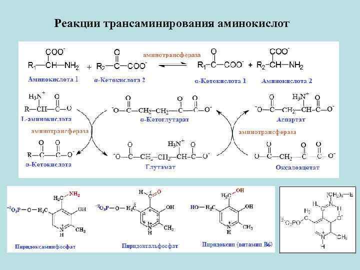 Реакции аминокислот. Коферменты трансаминирования аминокислот. Трансаминирование субстраты реакции. Трансаминирование Альфа аминокислот. Валин трансаминирование.