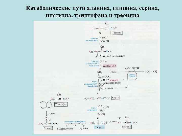 Обмен серина и глицина