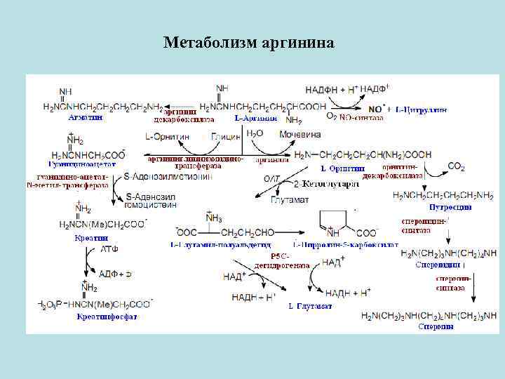 Метаболический путь ферментов