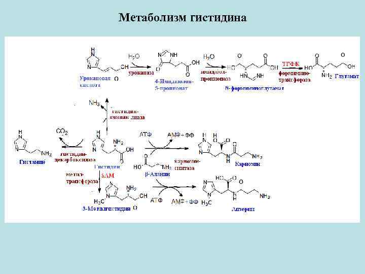 Схема обмена гистидина в разных тканях