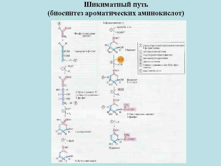 Место синтеза аминокислот