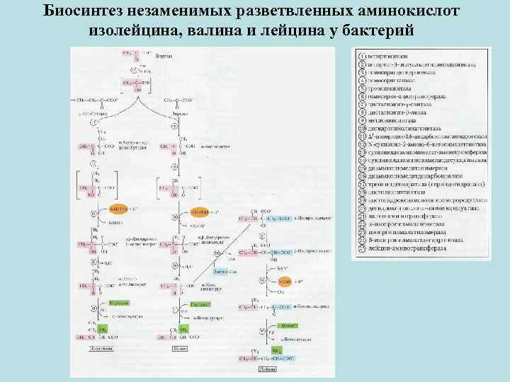 Биосинтез аминокислот в организме проект