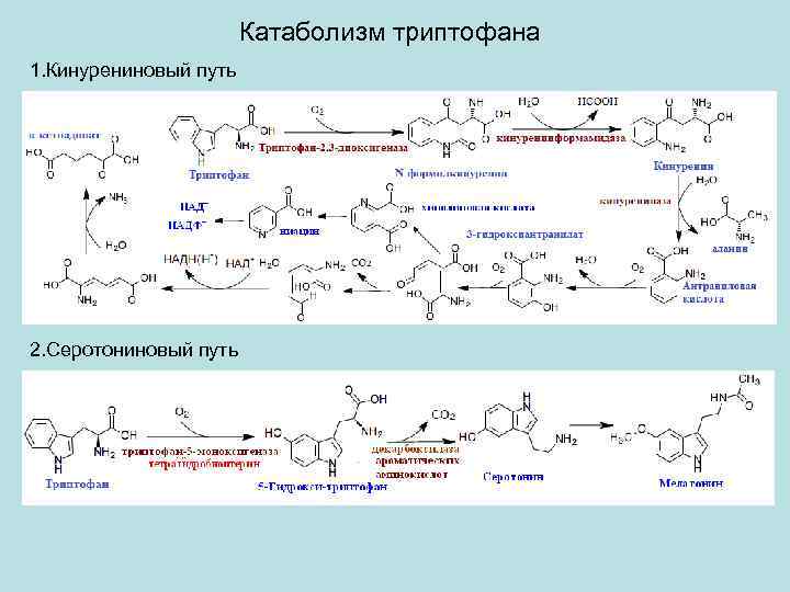 Катаболизм эластина схема