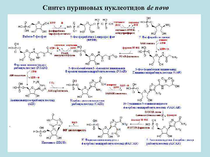 Синтез пуриновых нуклеотидов de novo 