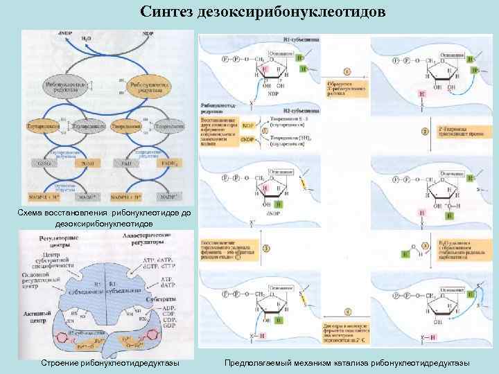 Синтез дезоксирибонуклеотидов Схема восстановления рибонуклеотидов до дезоксирибонуклеотидов Строение рибонуклеотидредуктазы Предполагаемый механизм катализа рибонуклеотидредуктазы 