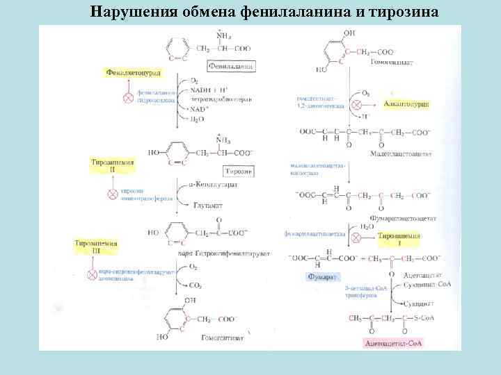 Схема превращения фенилаланина в организме