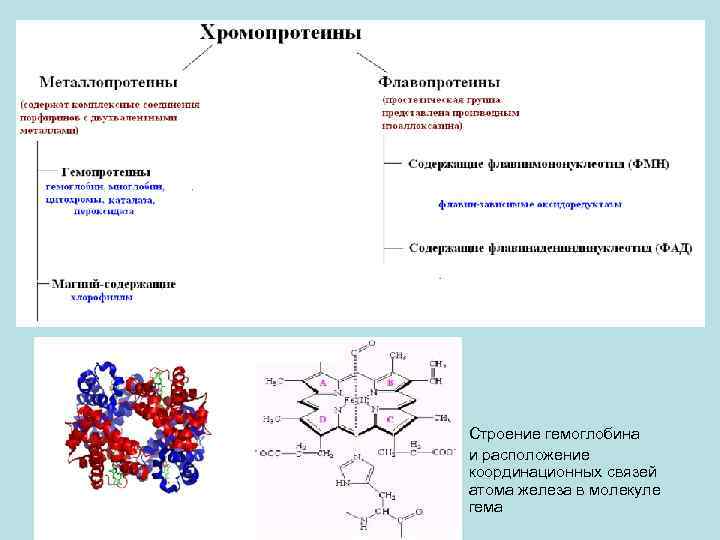 Строение гемоглобина и расположение координационных связей атома железа в молекуле гема 