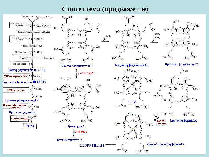 Распад гема биохимия схема