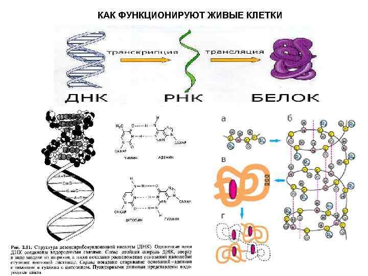 КАК ФУНКЦИОНИРУЮТ ЖИВЫЕ КЛЕТКИ 