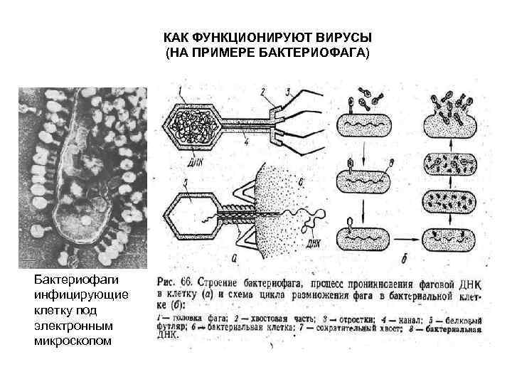 Наследственный аппарат бактериофага. Литический цикл бактериофага. Репродуктивный цикл бактериофага. Различия в строении вирусов и бактериофагов. Бактериофаги и вирусы различия.