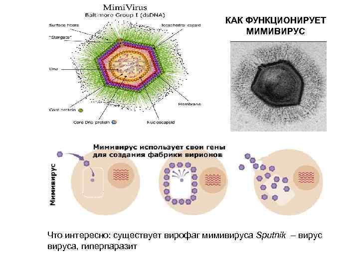 КАК ФУНКЦИОНИРУЕТ МИМИВИРУС Что интересно: существует вирофаг мимивируса Sputnik – вируса, гиперпаразит 