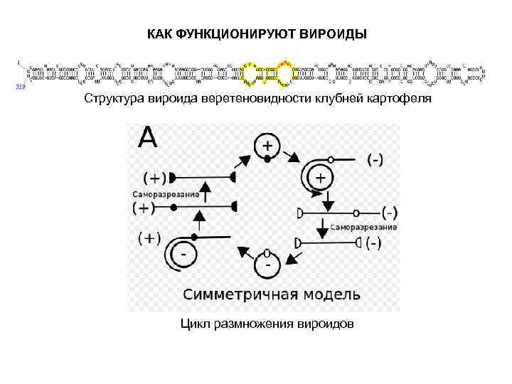 КАК ФУНКЦИОНИРУЮТ ВИРОИДЫ Структура вироида веретеновидности клубней картофеля Цикл размножения вироидов 
