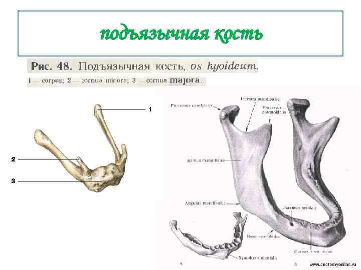 подъязычная кость 