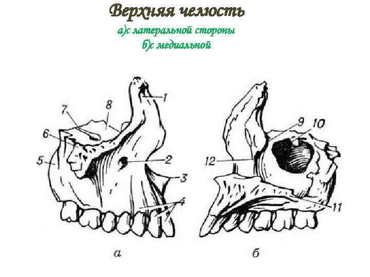 Наружные внутренние поверхности. Нижнечелюстная кость черепа анатомия. Верхняя челюсть кость анатомия. Клыковая ямка верхней челюсти. Верхняя челюсть анатомия строение.