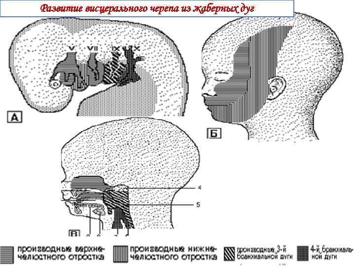 Развитие висцерального черепа из жаберных дуг 