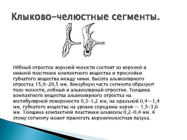 Клыково-челюстные сегменты. Нёбный отросток верхней челюсти состоит из верхней и нижней пластинок компактного вещества