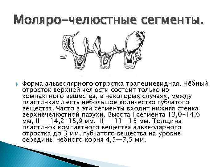 Моляро-челюстные сегменты. Форма альвеолярного отростка трапециевидная. Нёбный отросток верхней челюсти состоит только из компактного