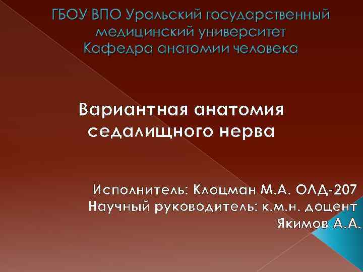 ГБОУ ВПО Уральский государственный медицинский университет Кафедра анатомии человека Вариантная анатомия седалищного нерва Исполнитель: