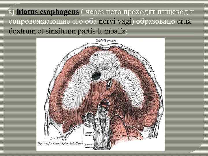  в) hiatus esophageus ( через него проходят пищевод и сопровождающие его оба nervi