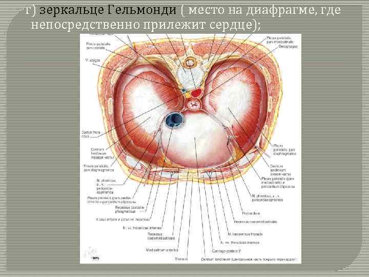  г) зеркальце Гельмонди ( место на диафрагме, где непосредственно прилежит сердце); 