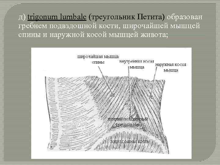  д) trigonum lumbale (треугольник Петита) образован гребнем подвздошной кости, широчайшей мышцей спины и