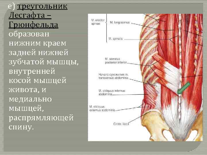  е) треугольник Лесгафта – Грюнфельда образован нижним краем задней нижней зубчатой мышцы, внутренней