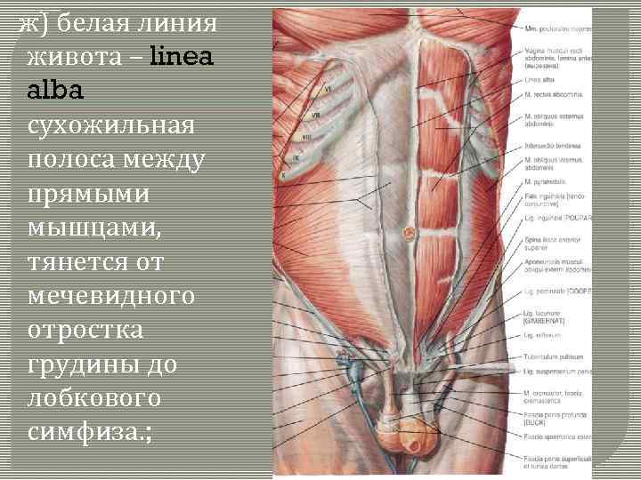  ж) белая линия живота – linea alba сухожильная полоса между прямыми мышцами, тянется