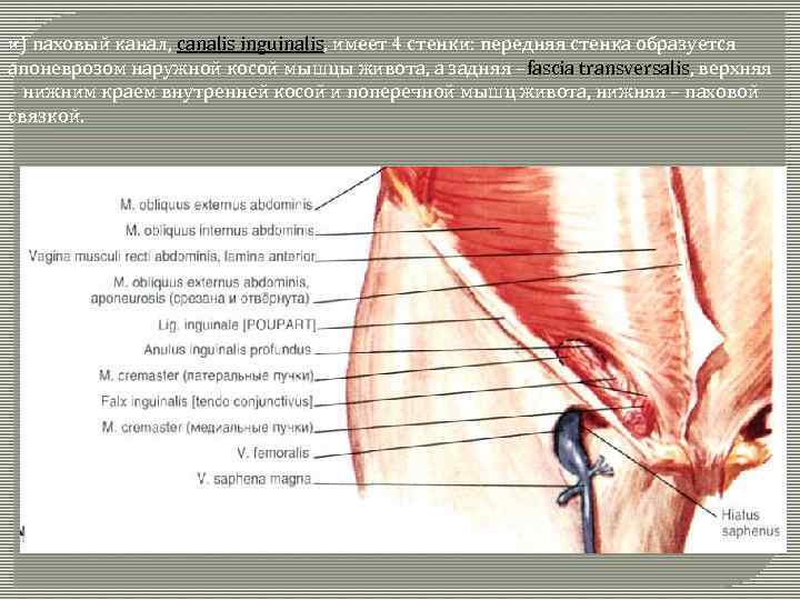 и) паховый канал, canalis inguinalis, имеет 4 стенки: передняя стенка образуется апоневрозом наружной косой