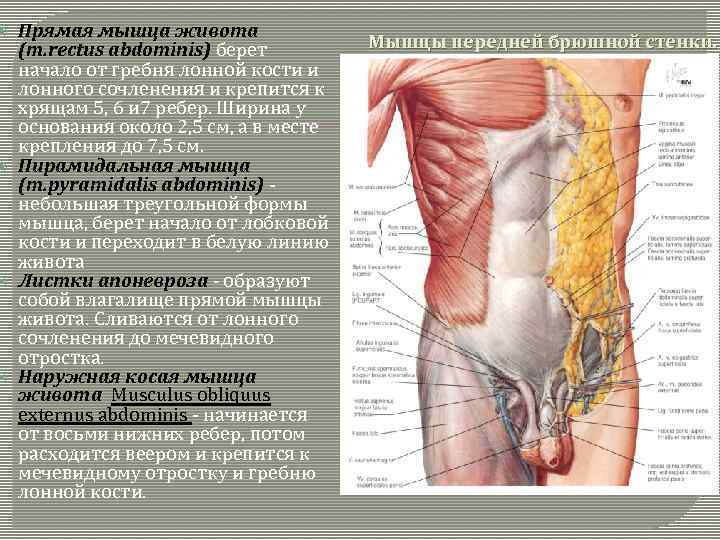  Прямая мышца живота (m. rectus abdominis) берет начало от гребня лонной кости и