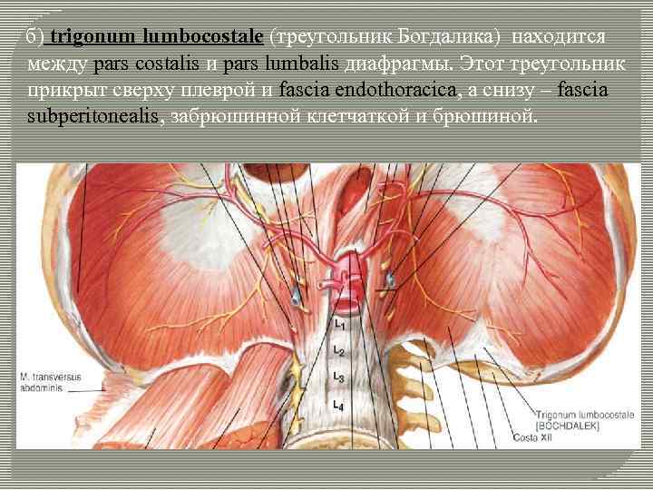  б) trigonum lumbocostale (треугольник Богдалика) находится между pars costalis и pars lumbalis диафрагмы.