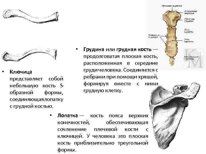 Строение ключицы человека анатомия. Ключица вид сверху и снизу анатомия.