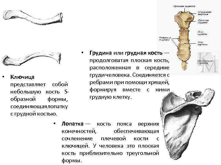 Грудина ключица. Ключица строение сзади спереди. Ключица трубчатая кость. Ключица Тип кости. Ключица кость анатомия человека.