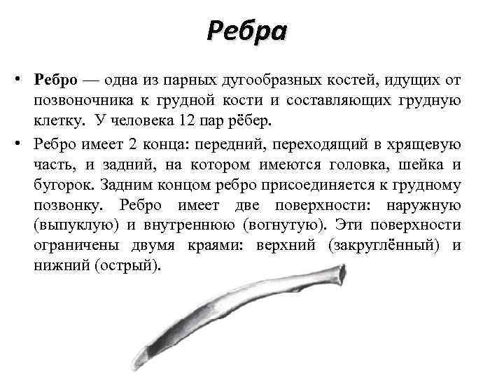 Ребра • Ребро — одна из парных дугообразных костей, идущих от позвоночника к грудной